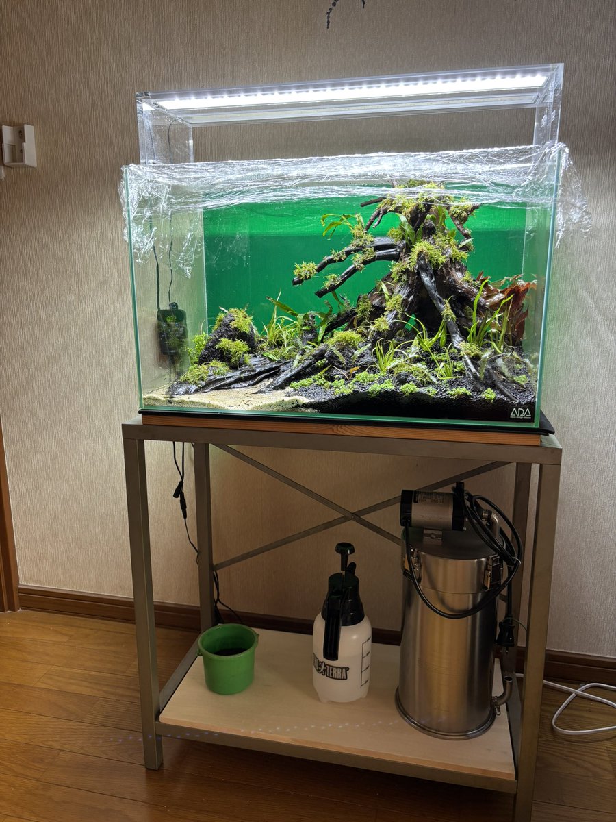 dareyumi's tweet photo. ミスト管理Part２
植栽から10日目
南米ウィローモスは活着してすごく元気！
でも、ロタラとキューバパールは伸び悩み(´・ω・｀)
暇なので、濾過器の隣で30cmの水槽でブラックウォーター作って先にベタ飼っちゃおうかな(。・_・。)ノ https://t.co/7OzNniEJjg