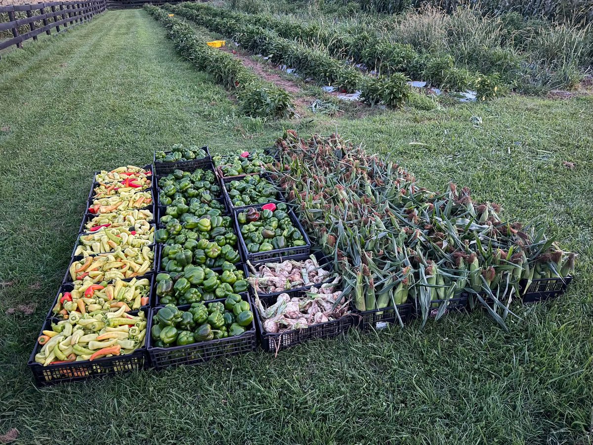 RyanQuarlesKY's tweet photo. Momma always said, “Eat your veggies.” Who are we to argue with Momma? 

Lettuce earn your business.
Peas stop by.
Turnip at the market.
We promise not to squash your appetite.

Kentucky Proud. Locally Grown. Farm Fresh. https://t.co/4wOo70JmYI