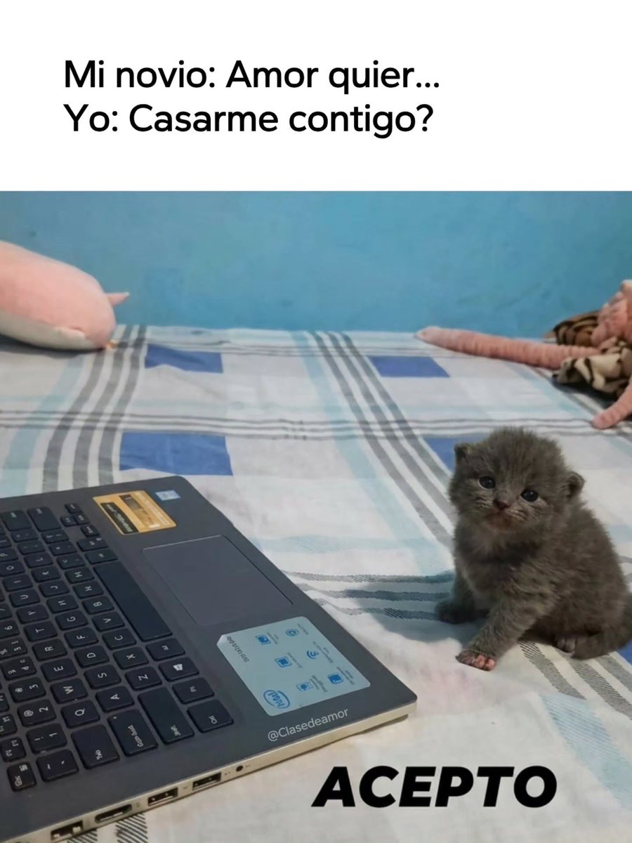 MundoDeBigotes's tweet photo. https://t.co/MZNdKZzNwg