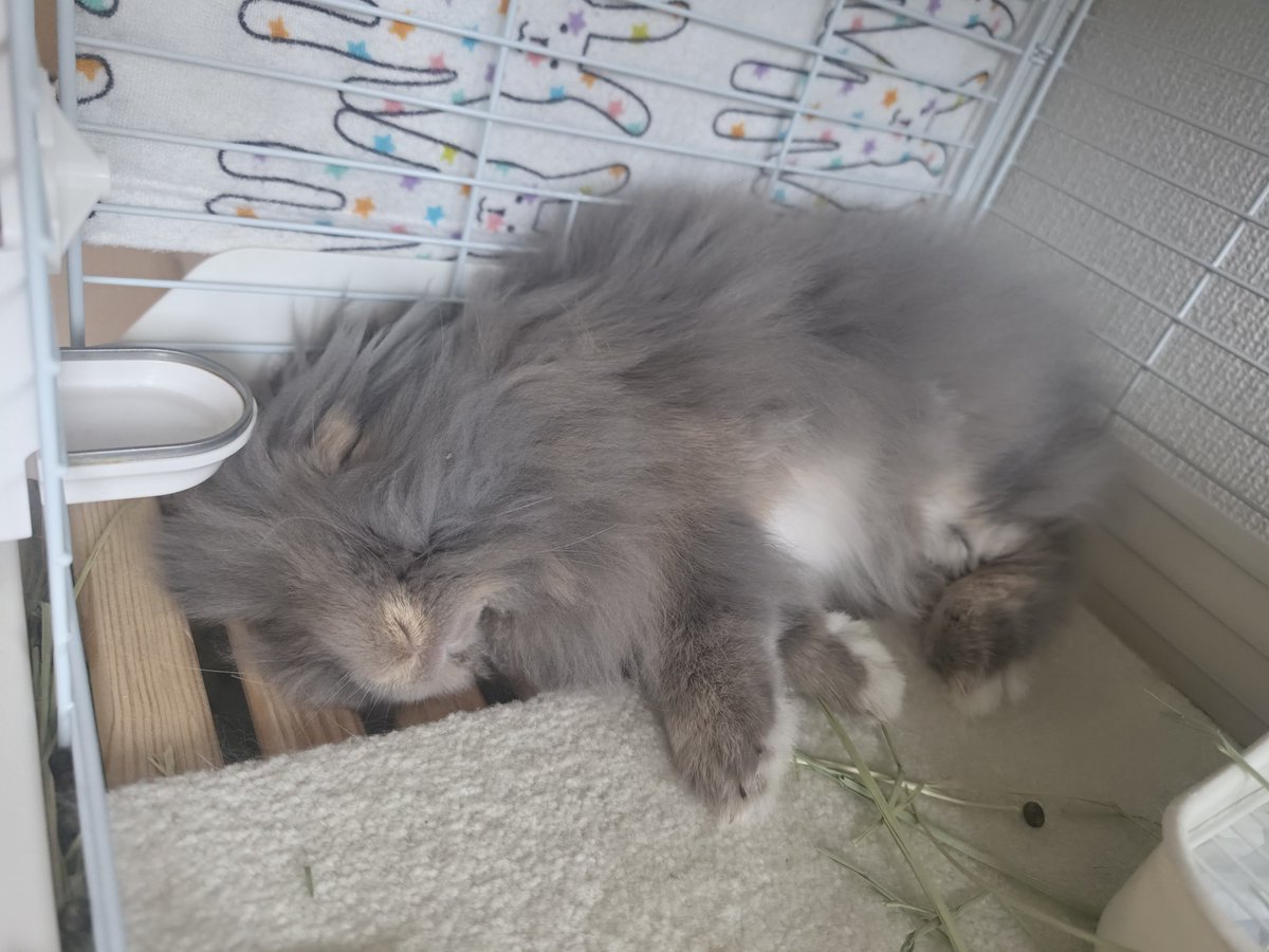 ぞえとそぼろ🐰 tweet media