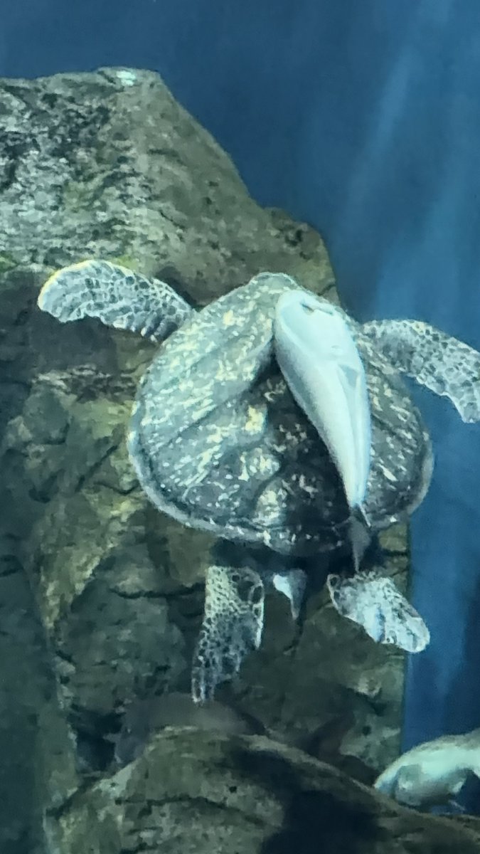 ohsamu's tweet photo. 男鹿水族館GAO楽しい。ブラウン管が活躍中 https://t.co/Y42FnL8EE4