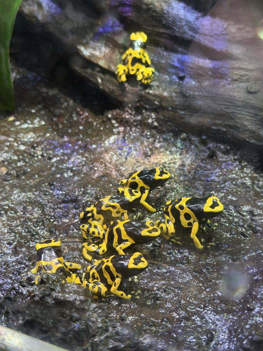 ohsamu's tweet photo. 男鹿水族館GAO楽しい。ブラウン管が活躍中 https://t.co/Y42FnL8EE4