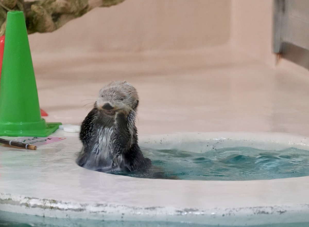 lovemieandkira's tweet photo. キラキラ金曜日CCC✨

#キラキラ金曜日 #鳥羽水族館 https://t.co/kWOqU6aGYB