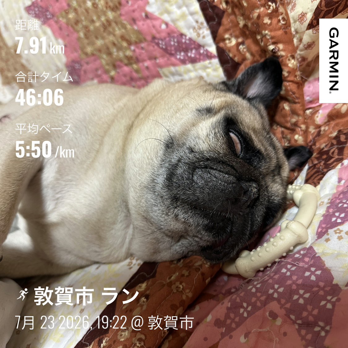 pi_kun2's tweet photo. 昨日の夜ラン🌃🏃💨
#パグ 
#picと内容は関係ありません https://t.co/2ecrSDiyZr