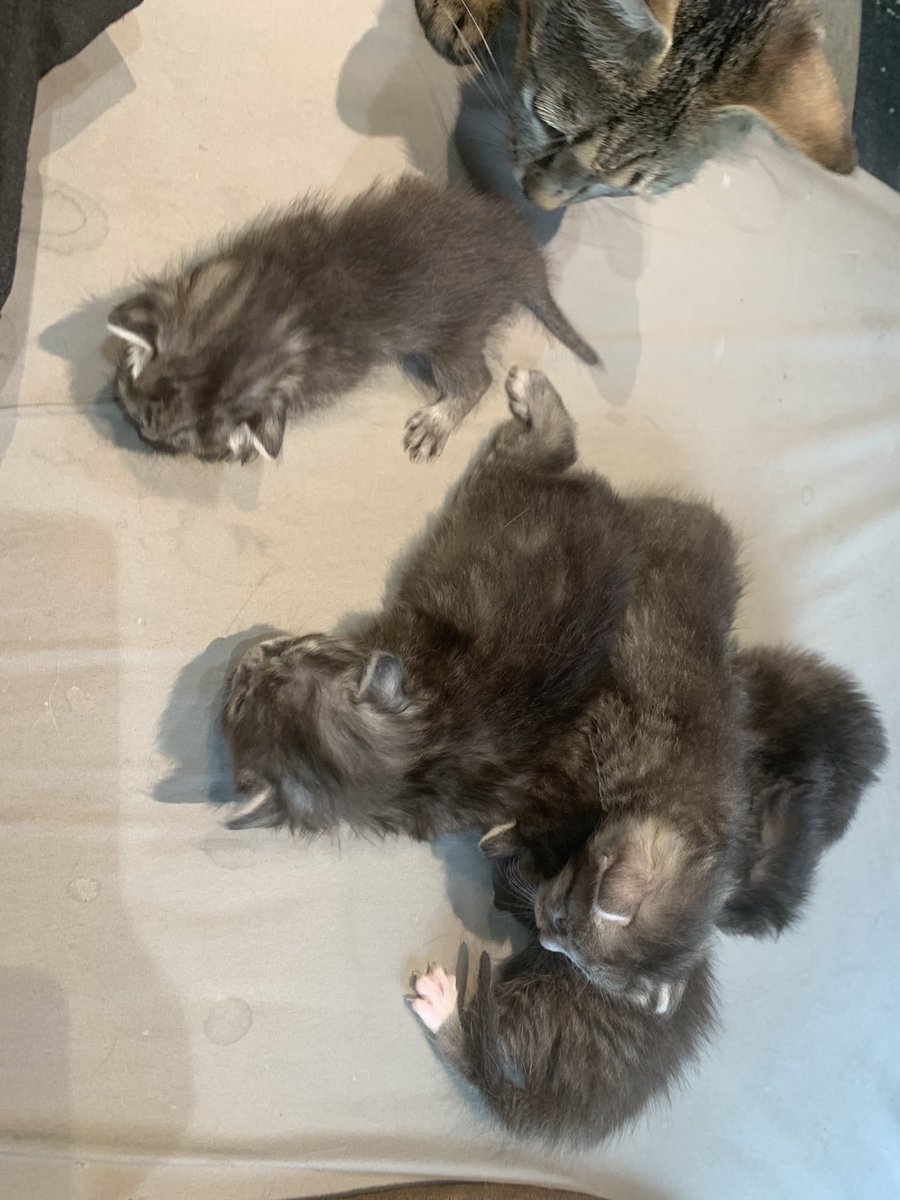 sidekobi's tweet photo. 里親募集！

父、ハチワレセミロング
母、キジトラ

こちら宮城県です。

拡散リツイート協力よろしくお願いします🙇 https://t.co/mPzyeB3PlO
