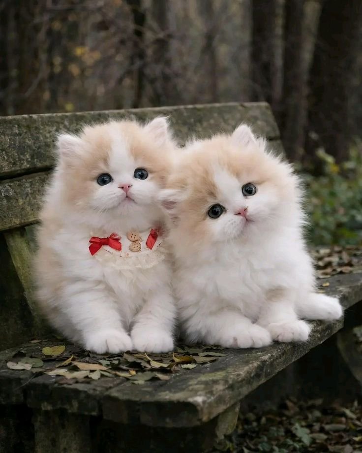 Qudooyno9's tweet photo. Found the real life marshmallows 🍡☁️
2 floofs, 1 bench, 0 worries
Autumn aesthetic + kitten therapy session
Left or Right? Which one stole your heart 👇
#DailyCatPK #CreamKitten #FluffyCat #KittenLove #AestheticCat #CuteCat #BigEyes #AutumnVibes #CatLovers #Fluffy https://t.co/JePhUh4znE