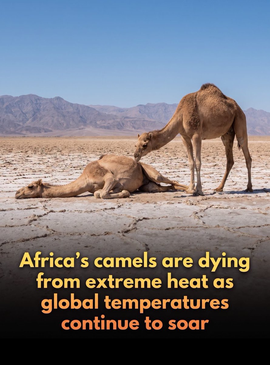 ShiningScience's tweet photo. Even the planet's most resilient desert survivors have started succumbing to  extreme heat. Experts say it’s like nothing we’ve ever seen.

For centuries, camels have been celebrated as the ultimate 'ships of the desert,' renowned for their ability to thrive in arid environments too harsh for almost any other livestock. However, an escalating climate crisis in North Africa and the Horn of Africa is pushing these evolutionary marvels past their biological limits. 

In regions like Ethiopia's scorching Afar desert, where summer temperatures frequently exceed 50°C (122°F), herders are witnessing unprecedented levels of suffering among their herds. Ali Umer, a veteran local camel herder, recently reported losing eight calves in a single month to the unrelenting heat.

 He described a horrifying reality where the animals suffer from blistered feet and watery eyes, and the sand itself becomes so intensely hot that it burns their skin and singes their hair as they rest.

This crisis is not an isolated tragedy; it represents a systemic threat to the ecological and economic stability of communities that rely on camels for transport, milk, and meat. North and East Africa are home to approximately 80% of the world's dromedary camel population, and as traditional grazing areas dry up, pastoralist families are facing catastrophic losses. 

Scientists and animal welfare experts warn that prolonged temperatures above the camels' comfort threshold compromise their immune systems, leaving them highly vulnerable to dehydration, disease, and death. With even the hardiest desert species struggling to survive, researchers are urging immediate interventions, such as strategic water distribution and emergency veterinary care, to prevent a total collapse of the region's agricultural backbone.

source: BBC News. (2026). Even camels can't cope: Africa's ships of the desert hit by rising temperatures.