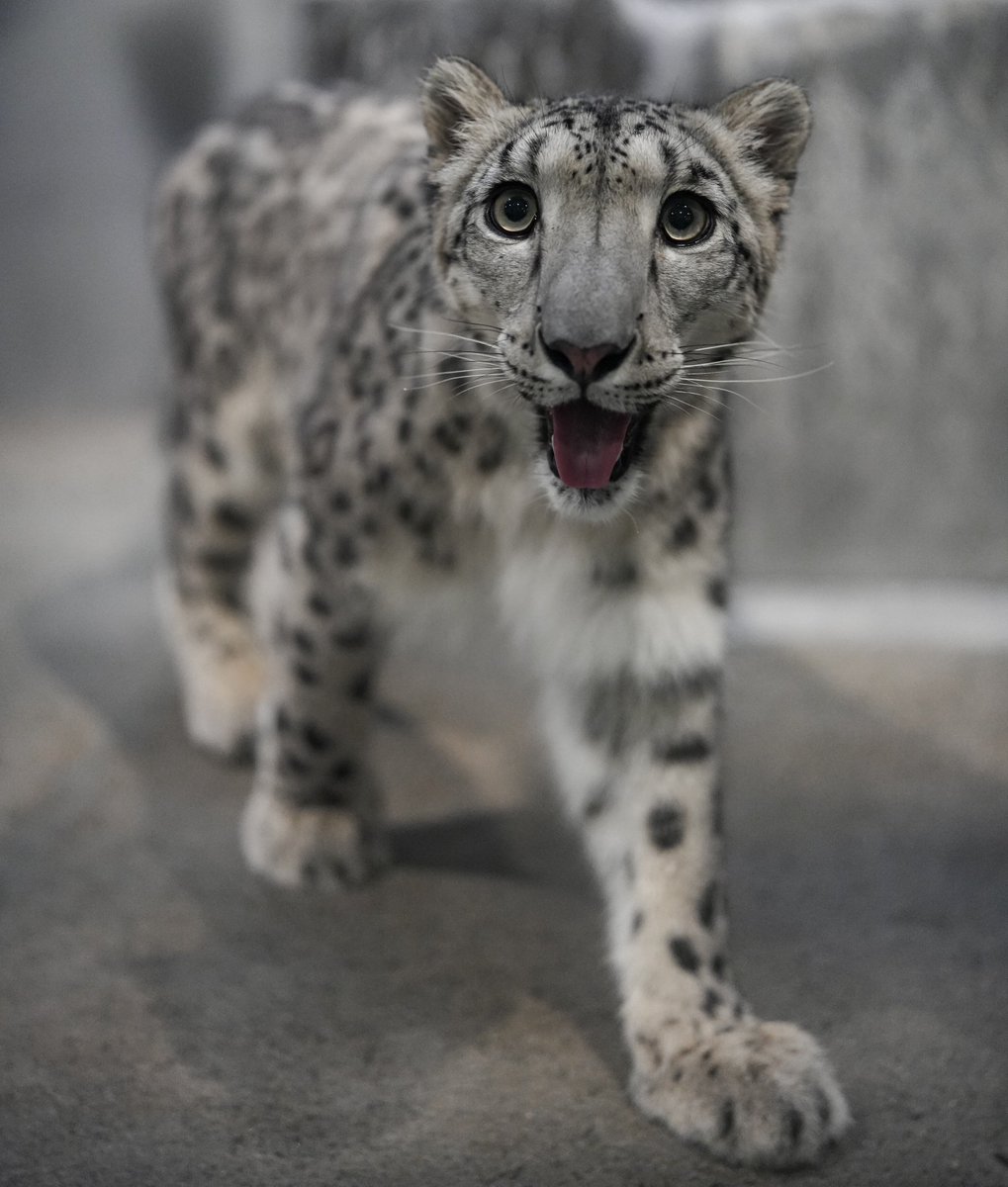 black03_white03's tweet photo. かわいい😀💕
⁡
#いしかわ動物園 #ユキヒョウ  #ヒメル
📷260723 https://t.co/zUB2wVD14b