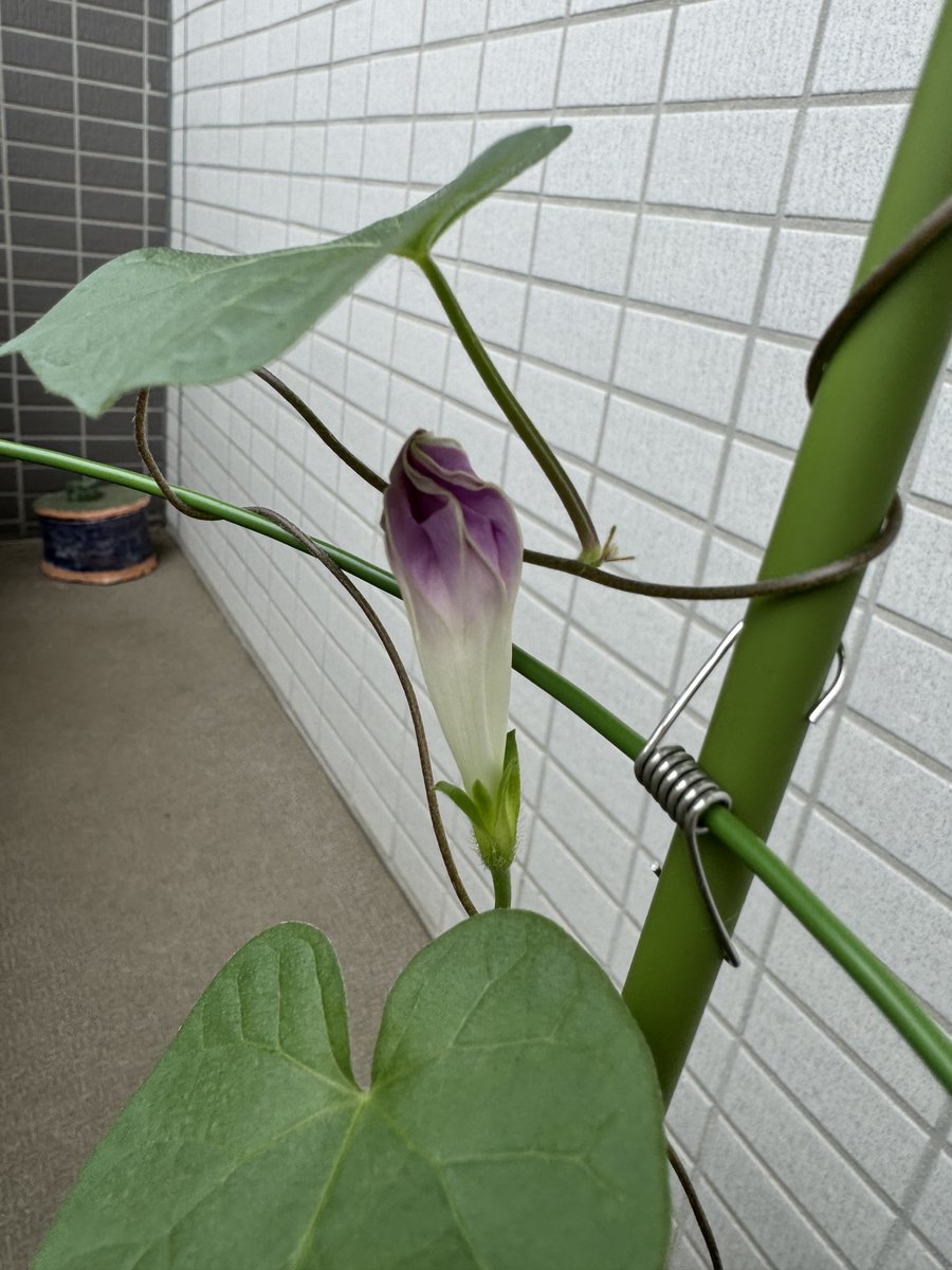 rr060225's tweet photo. 10:20も11:00も咲いてない。むしろ萎んできてるような？
仕事行ってきます！ https://t.co/wSksVbcvJp