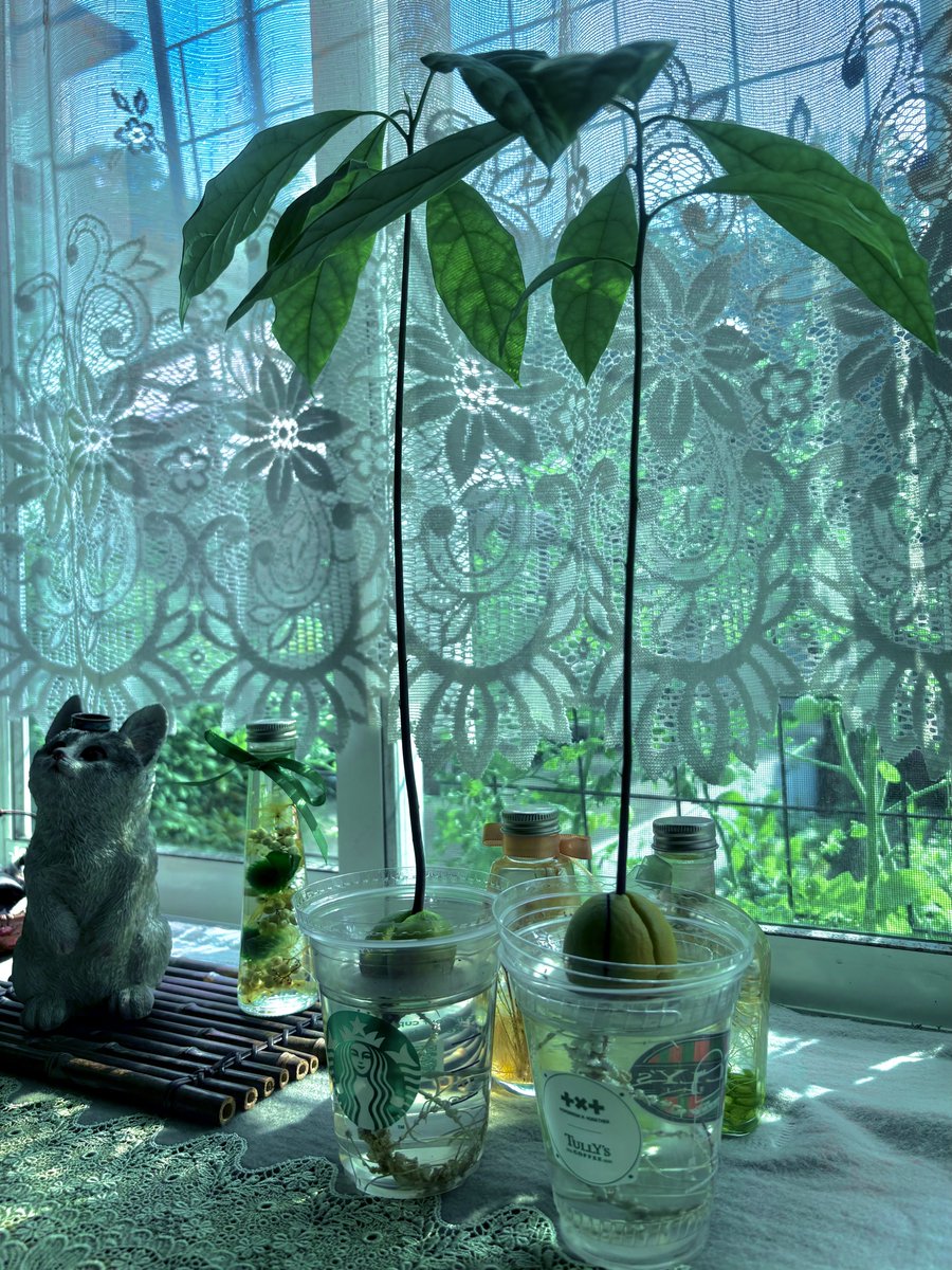 nikumaru_chan's tweet photo. 水耕栽培してたアボカド🥑大きくなってきたので土に植え替え〜✌︎('ω'✌︎ ) https://t.co/oETEtf8rev