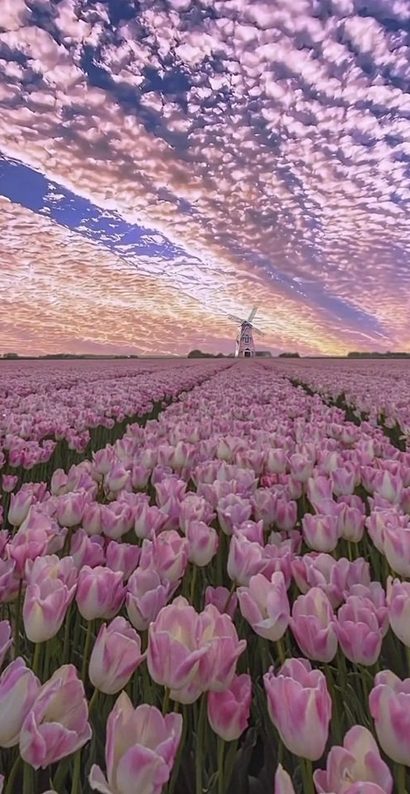 HGstudios1's tweet photo. Seeing cherry blossoms felt like the world was trying to tell me something.... Nobody prepares you for how hard it is to keep plants alive
- Hạnh https://t.co/hSFaF0zbmv