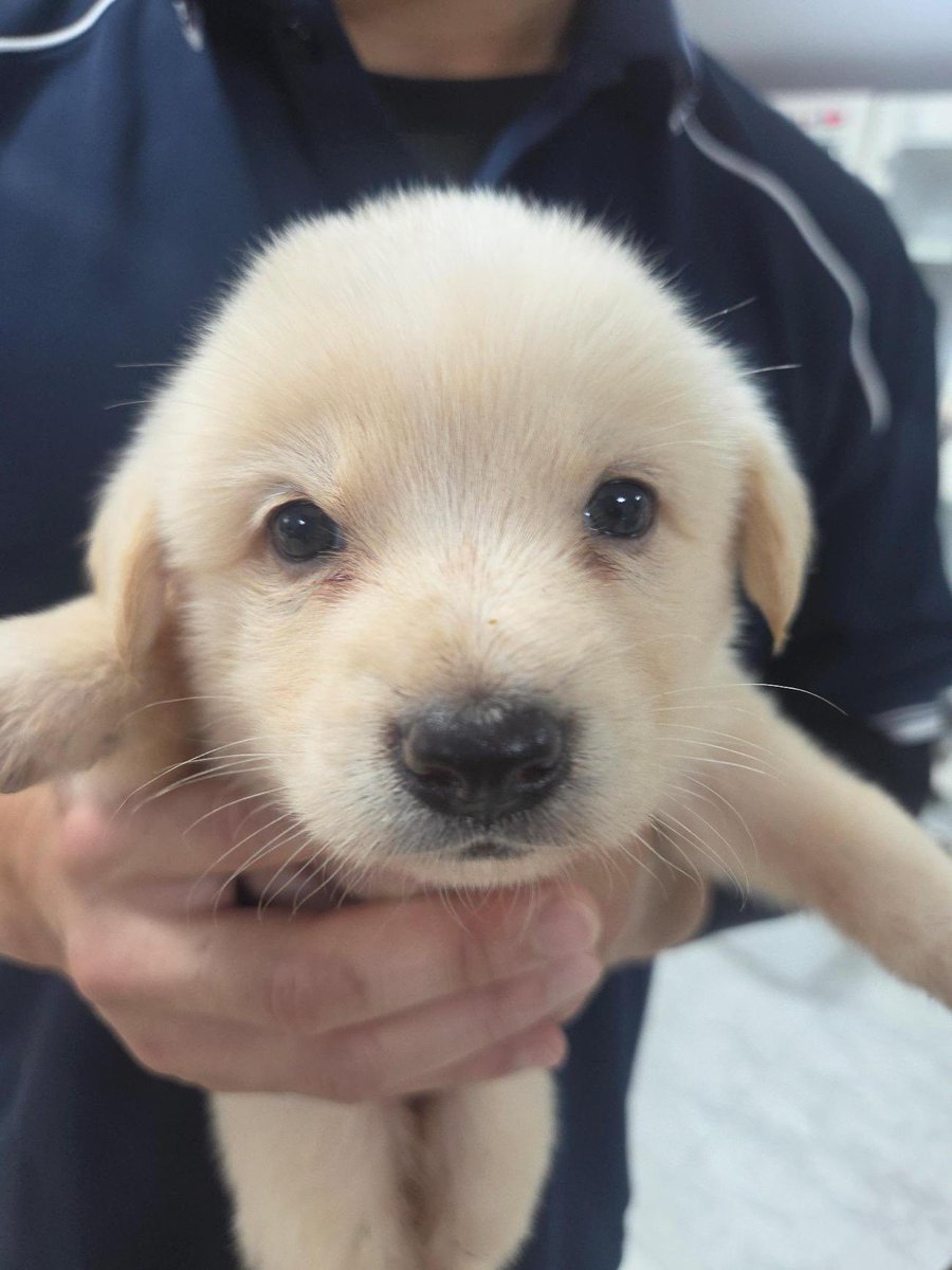 puppies tweet media