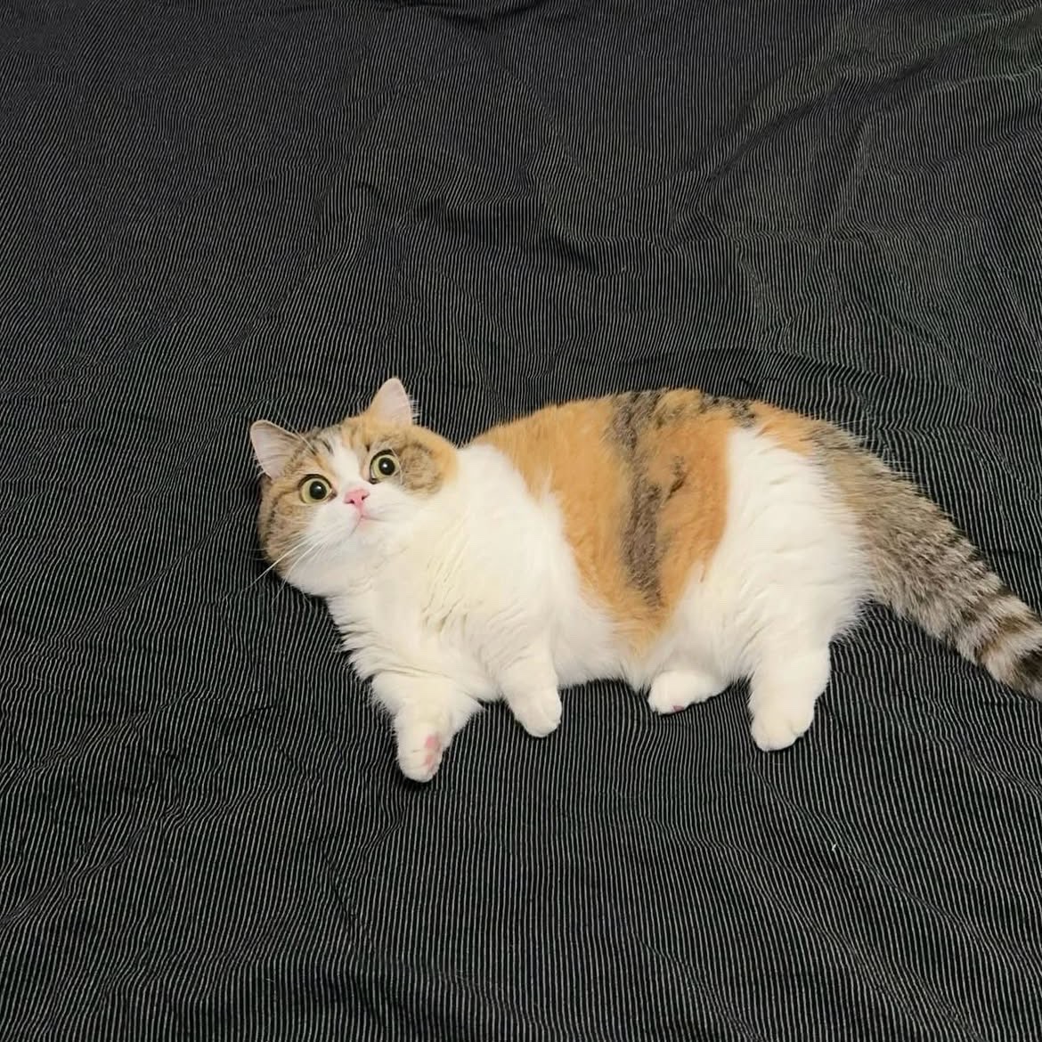 cheebital's tweet photo. @arrowknox https://t.co/spUnJXSC6N