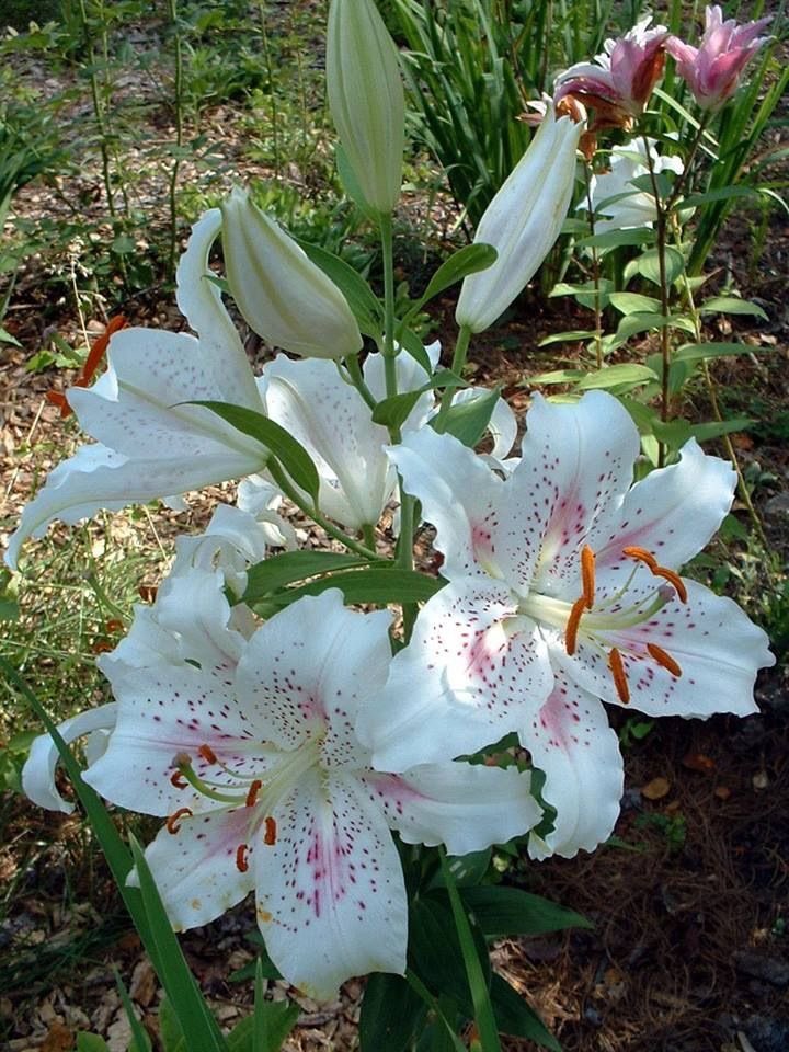 lunecrumbss's tweet photo. wild lilies https://t.co/2Y1s0TNS4M