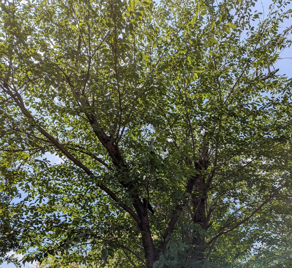 ss_323_mm's tweet photo. 18日振りの外⛅ぬるい🌳🐦‍⬛ https://t.co/3WYaMyu69d