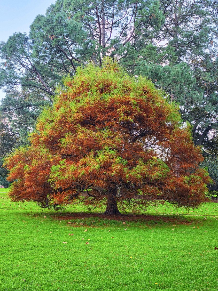 avalonfeyx's tweet photo. When you stumble upon the most magnificent tree during a casual afternoon walk 🤩 https://t.co/0sPo3CsWxV