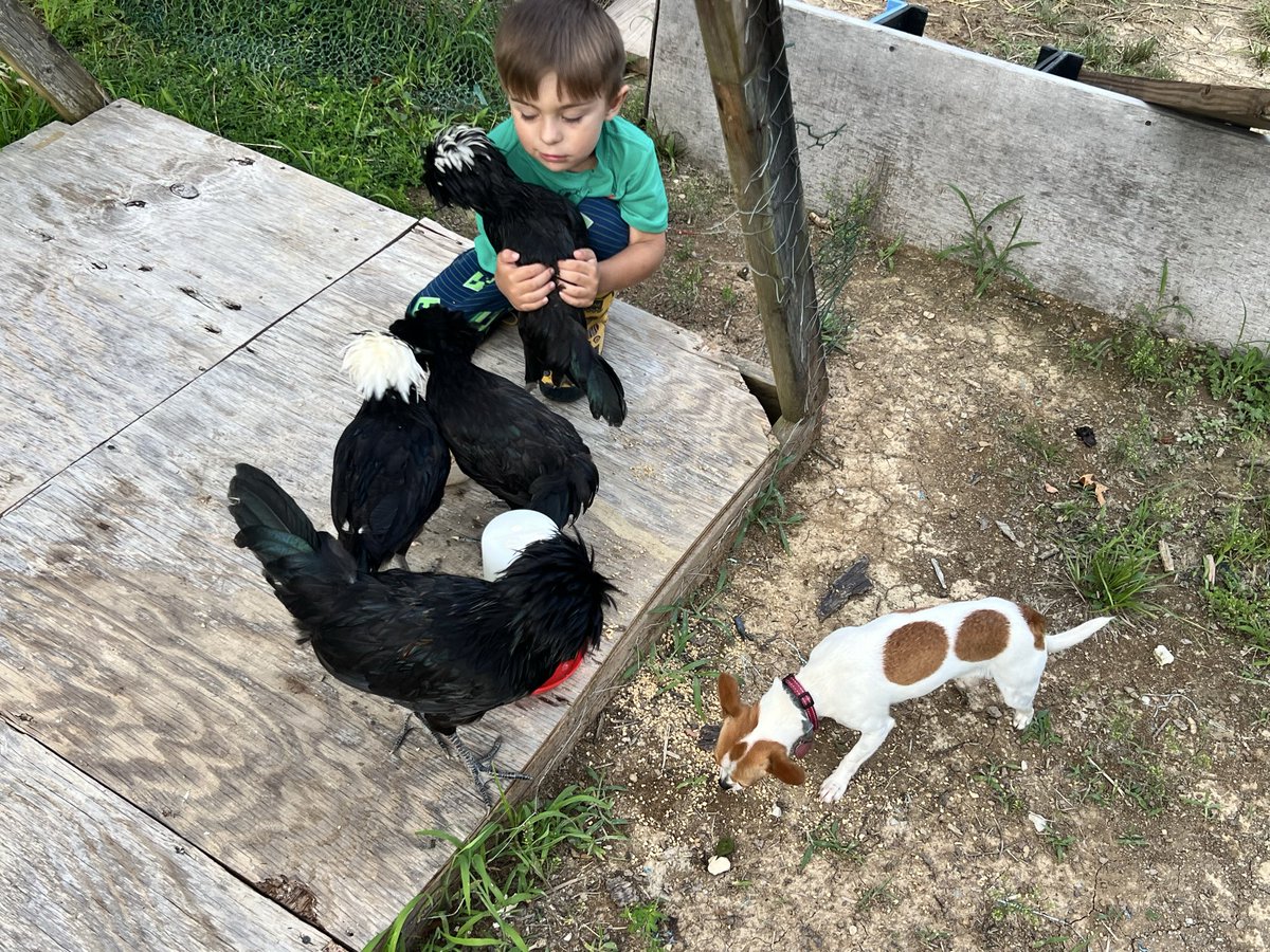 hackableanimal's tweet photo. @accountabletome He loves them. Plus my wife is Polish and her family still lives in Poland - so this is her state-side Polish family. We got them for her for Mother’s Day to add to our flock of 25 other chickens. https://t.co/hY3eB93myb