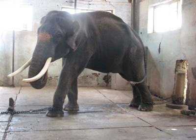 elephant_files's tweet photo. Do you know what is happening to the Asian Elephant today. Tell me and show me https://t.co/WHxljZVD2n