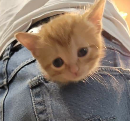 PerrionTalents's tweet photo. Since trenches is filled with fking gooners 

 u might look at pocketpussy.

  PocketPussy need no fking catalyst just buy it and enjoy.  

https://t.co/TJ5KLAhVrV

Dex at 15k and Making a Com

ca : 91ykjLVJPqknwAoHKESqqBVmgdpH5PJqe8AZXGHWpump https://t.co/5Pc19HPtvT
