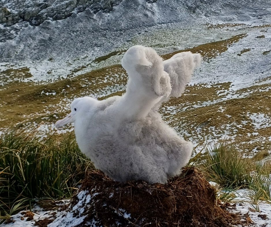 albatross_story's tweet photo. アオイちゃんの翼！🪽🐥🪽

ワタリアホウドリのアオイちゃん、長いお留守番中にストレッチです。翼はすでにこんなに大きくなっています。大人の翼は片端から反対の端まで３m以上もありますが、アオイちゃんはどれくらいかな？

順調に成長している姿を見せてくれてありがとうね😊

📷 Hannah Greetham https://t.co/Zhl3c6owTV