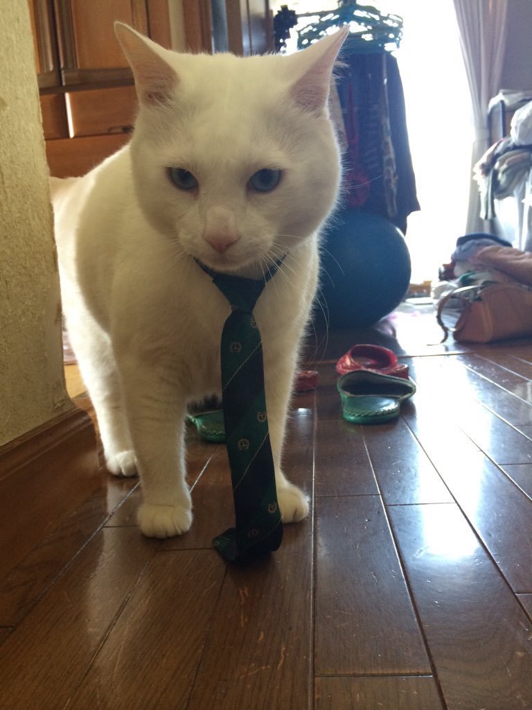 jirokasu's tweet photo. 昔うちにいた猫たち https://t.co/UbwpWlQiQ5