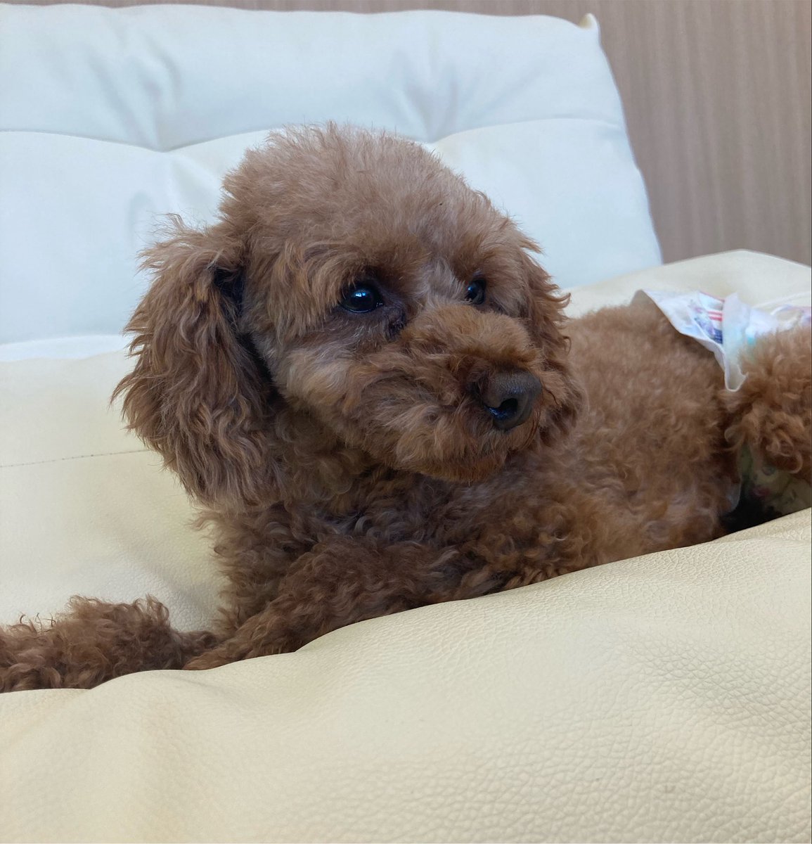 anella_cafe's tweet photo. おはようございます🐕
#アネラカフェ　海部店
今日も営業です♪
あしたばちゃんは
まだおねむなご様子😂
#犬カフェ　#ドッグラン　#里親　#保護犬 https://t.co/s3oGjRpSSn