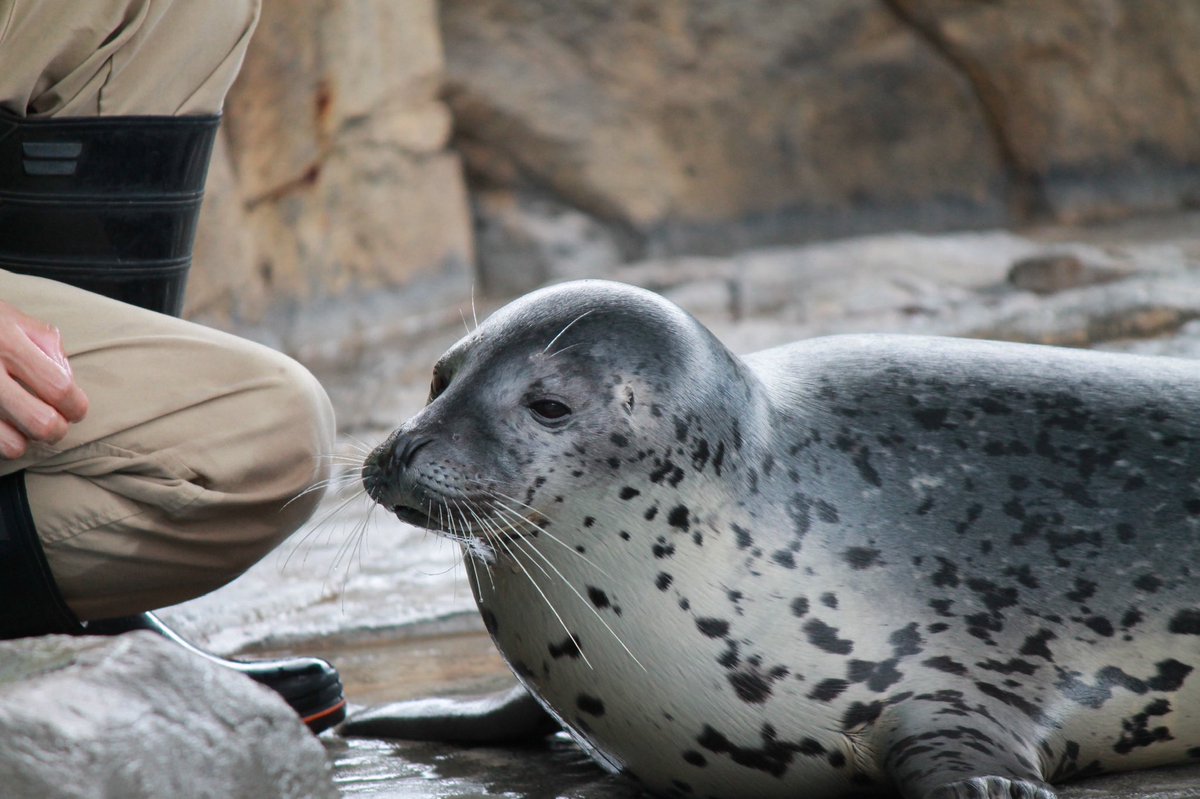 cha_seal228's tweet photo. 渋々しぶき😂😂

#しながわ水族館 #ゴマフアザラシ #しぶき https://t.co/qAyQ5oByY4