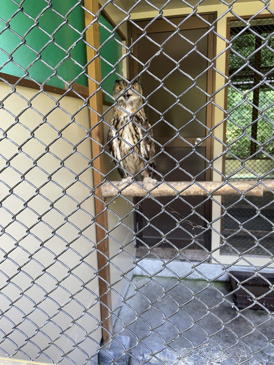 cooking0702's tweet photo. 花鳥園に行ってきたぴよ🕊️✨

🦉ユーラシアワシミミズクちゃん🦉 https://t.co/PSnbeere38
