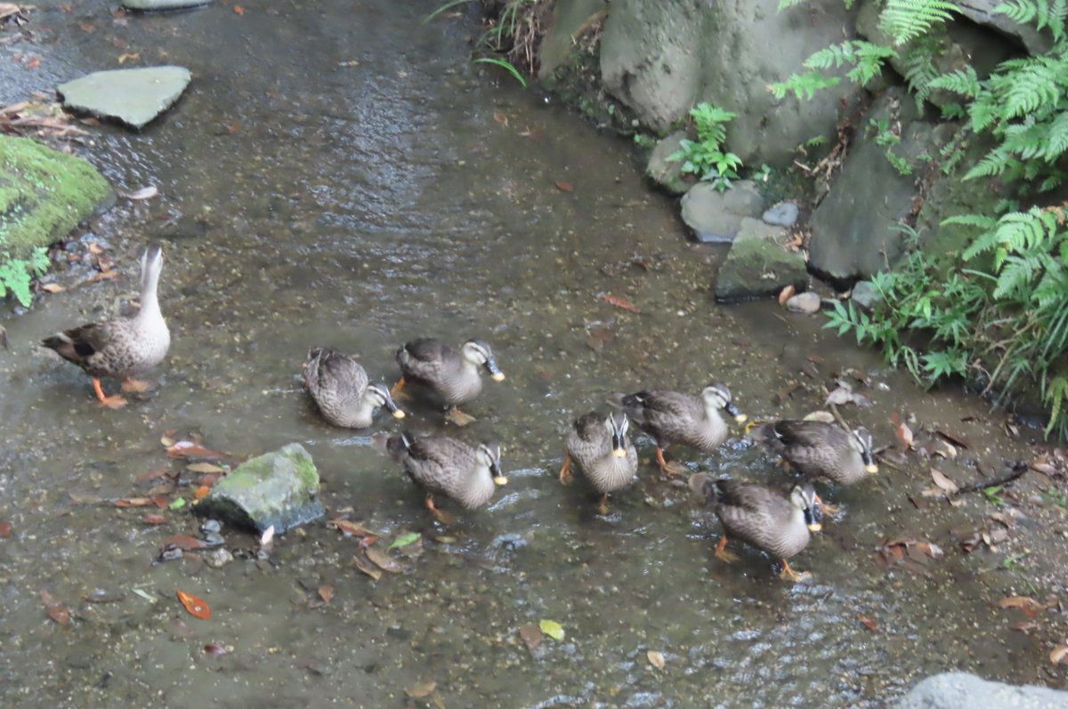 KorakuenGarden's tweet photo. 昨日の強い日差しも和らぎ、蓮池に咲く可憐なハスの花が、日本庭園の夏に涼を添えています。龍田川の近くでは、すっかり成長したカルガモの親子が仲良くお散歩している姿に出会いました。散策の際は水分補給をお忘れなく。

#小石川後楽園 #日本庭園 #ハス https://t.co/oNecxNYsFy