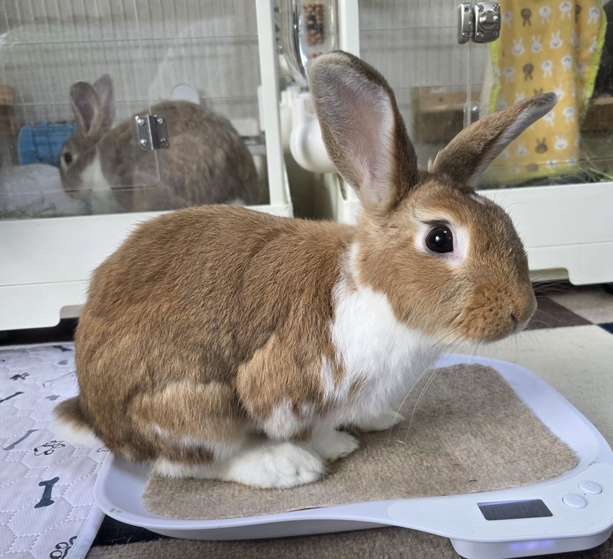 こんにちは☁🐰🐰🐰🐰 #うさぎ