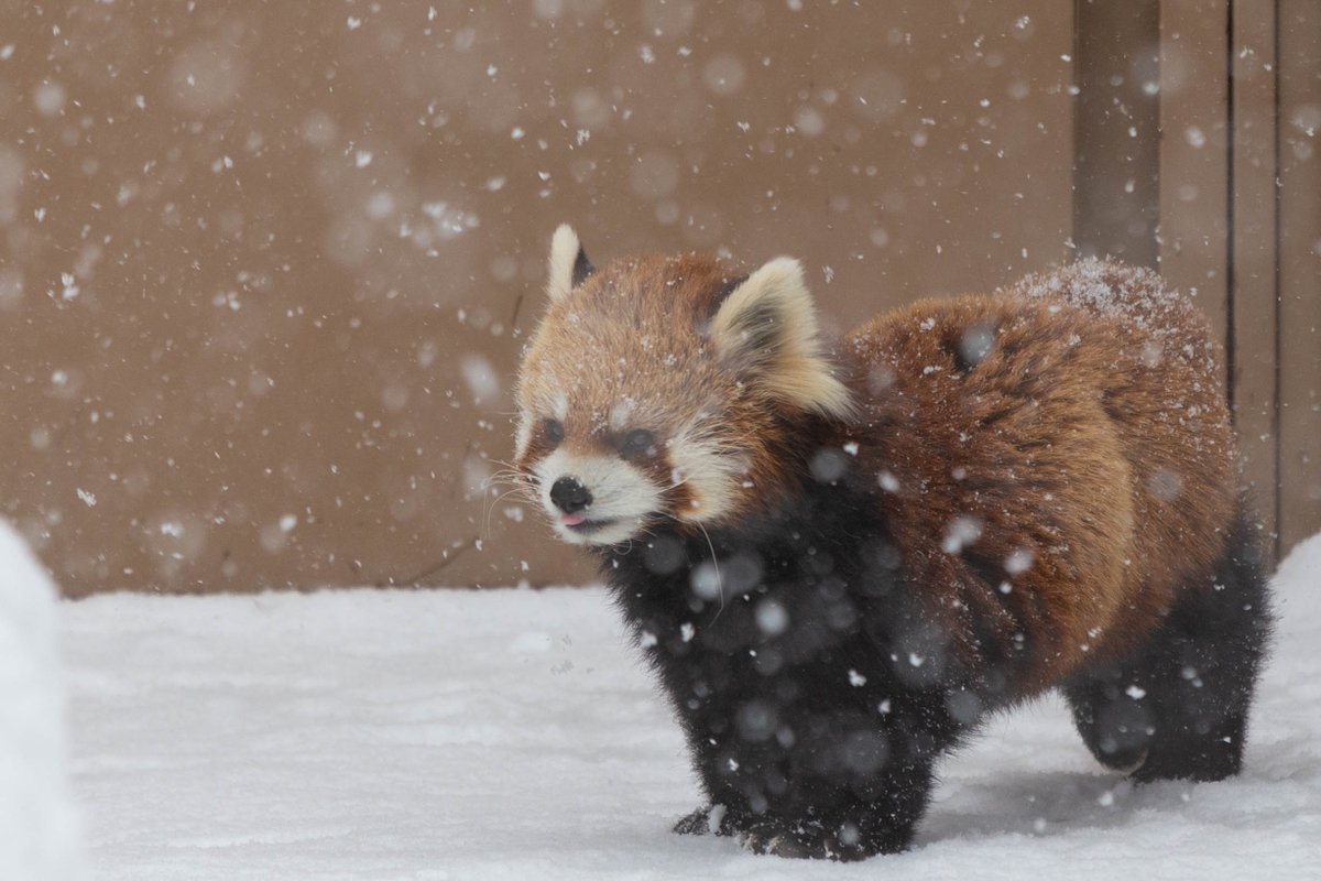 Ogw_FF11's tweet photo. ココさん
#レッサーパンダ #円山動物園 #redpanda #zoo https://t.co/UJhKi6yUkl