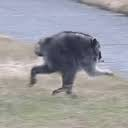 llain_021's tweet photo. @MEADGod what did you think of this raccoon meme? @MEADGod https://t.co/9aTf8WsAah