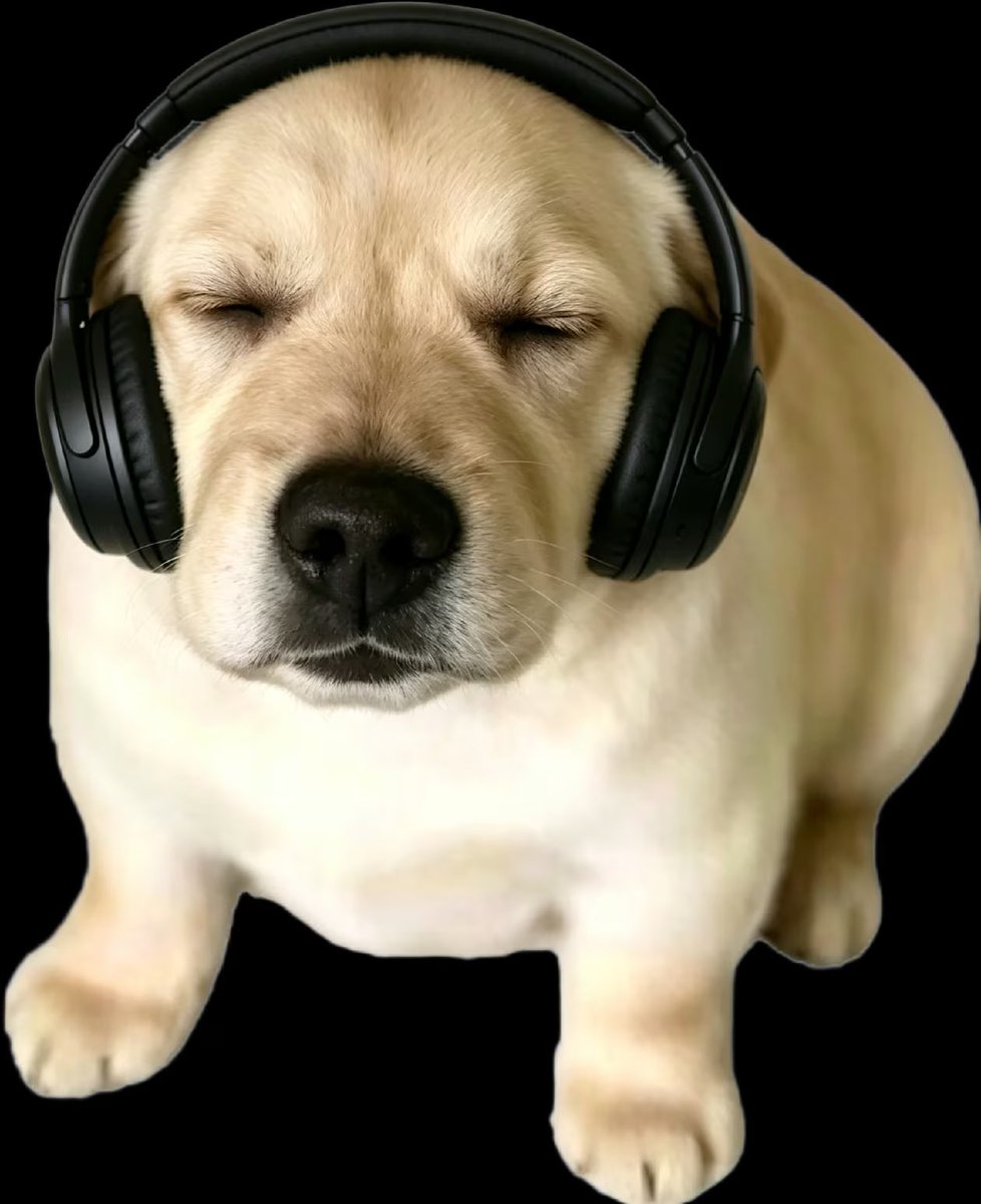 Dogxi tweet media