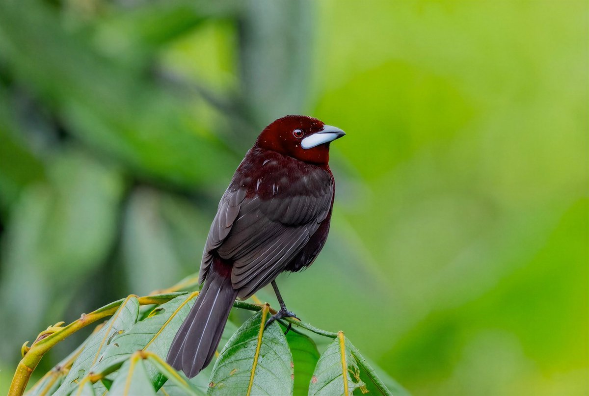 mitoGFP's tweet photo. Masked Crimson, Paradise, Magpie and Silver-beaked tanager #birdseenin2026 #birds #birdphotography #tanager #birdsofecuador #Ecuador #sonyA1 #birdsoftwitter https://t.co/tj3EfSONQt