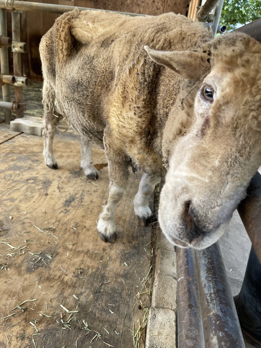 suzakazoo's tweet photo. ヒツジのはるとくん🐑☀️
朝から暑さで撃沈です💦

 #須坂市  #須坂市動物園 
 #ヒツジ  #コリデール種 https://t.co/CIluXVEGvj