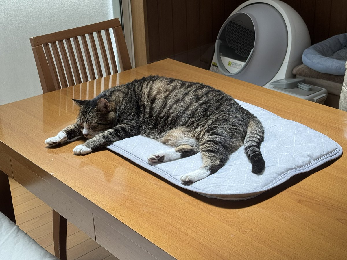 catssuki's tweet photo. 他の猫に試してみましたが皆、逃げて使いません
が
ファーストが使い始めたので買ってよかったNクールでした
これとエアコンで夏を乗り切ってもらいたいです^_^
#猫のいる暮らし https://t.co/ZaeNwPg114