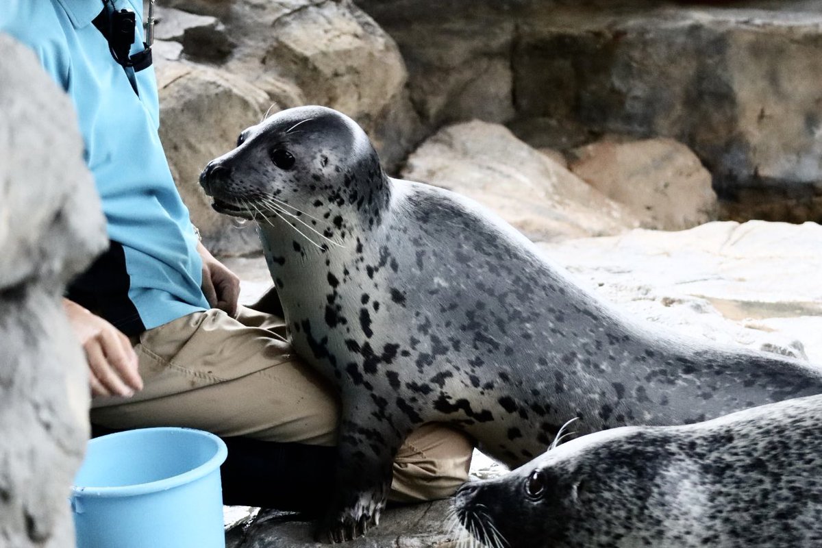 reireiseal's tweet photo. 私の膝の上にも乗ってほしい

#しながわ水族館
#ゴマフアザラシ
#しぶき https://t.co/PSsLg2BTla