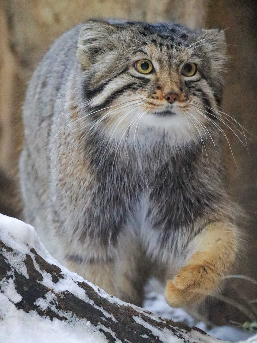 suna_manuru's tweet photo. ナゴムくん💕
📷:2026.2.1

#マヌルネコ #ナゴム
#那須どうぶつ王国
#nasuanimalkingdom
#manulcat #pallascat https://t.co/J8hunPnzp7