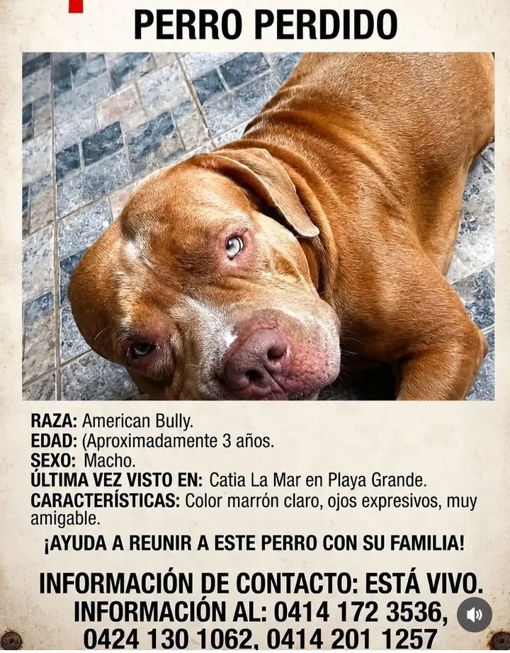 YeziSeijas's tweet photo. 🚨Por favor difundir este casó Cliford tiene una familia que lo están buscando 🙏👇 https://t.co/PTE3xZlTVk