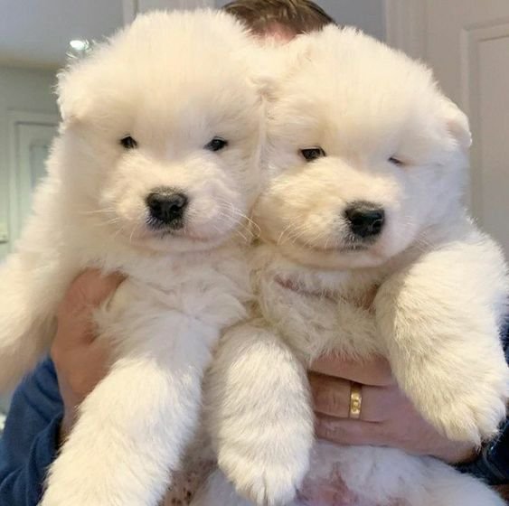 puppies tweet media