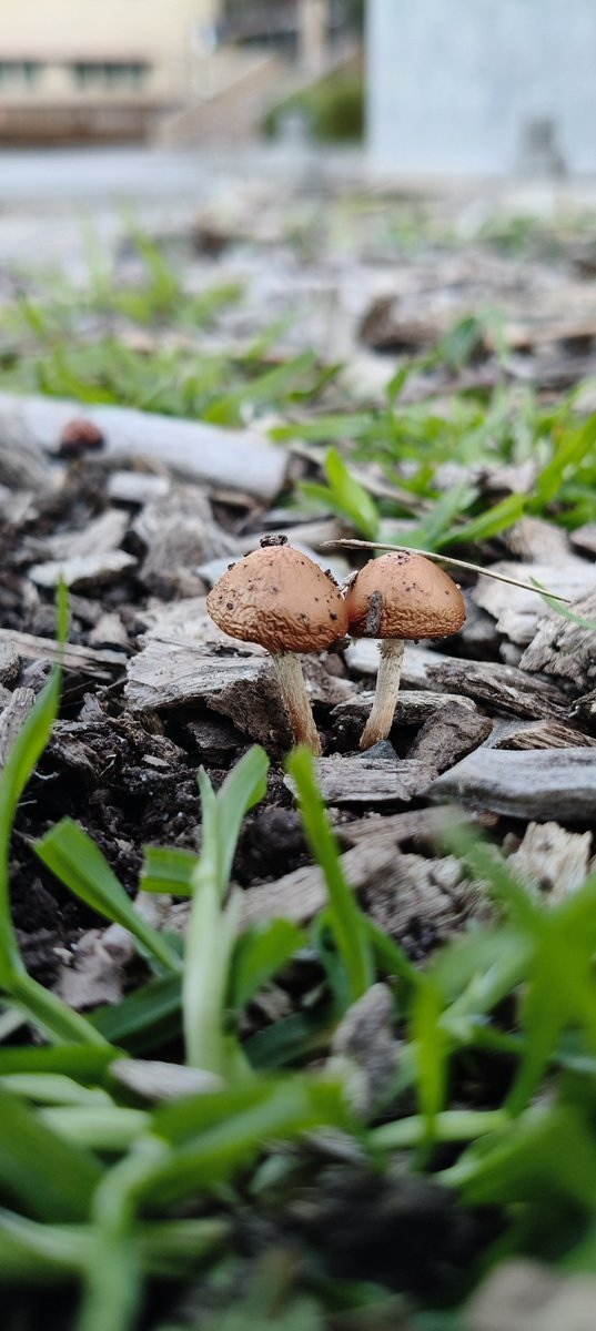 god_creations21's tweet photo. #mashrooms #fungi #fungus #leaves #colourful #explore #photography #scenery #australia #beauty #nature #plants #art #adventure 
#فطر #فطريات #جمال #طبيعة #أستراليا #مناظر #زرع #تصوير #بحث #أوراق #ألوان #فن #إكتشاف #إكسبلور #مغامرة https://t.co/ylXzKBnjYd