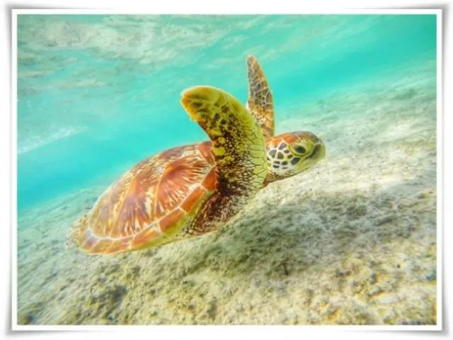 rizoba's tweet photo. ╭━━━━━━━━━━╮
🏝️２ヶ月から勤務OK👌
╰━ｖ━━━━━━━━╯
石垣島でジェラート販売のお仕事🍨

🏝️勤務地：沖縄県 #石垣島
🗓️期間：即日-7月下旬～2ヶ月以上
👱職種：販売・売店
💰時給：1100円
🏠寮：個室
👱雇用形態：派遣
↓↓↓
https://t.co/dtKabkykhR

#リゾバ #リゾートバイト #旅するように働く #沖縄リゾバ