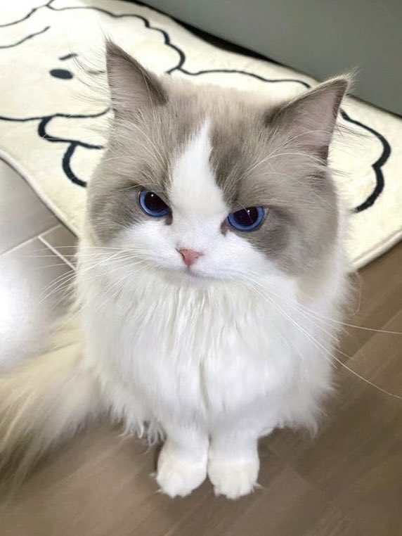 gemijuniii's tweet photo. ฝากเลี้ยงแมวหน่อยนะคะ น้องม่ายดื้อ  ◺  ̫ ◿ ꐦ 🎀 https://t.co/nHUpW1DkFo