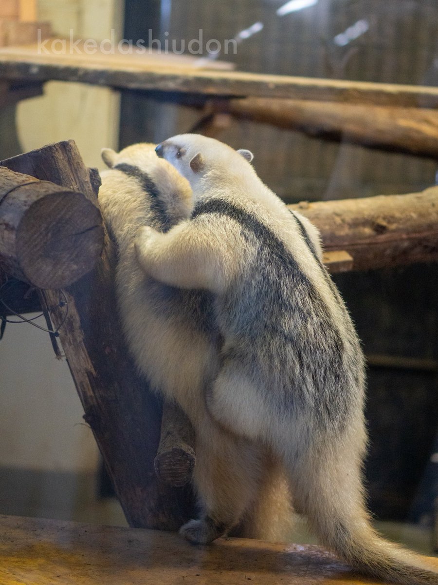 kakedashiudon's tweet photo. お部屋の中でも元気なミナミコ親子なんです

📷20260719 野毛山動物園 ミナミコアリクイ https://t.co/OIhxIdMMXu