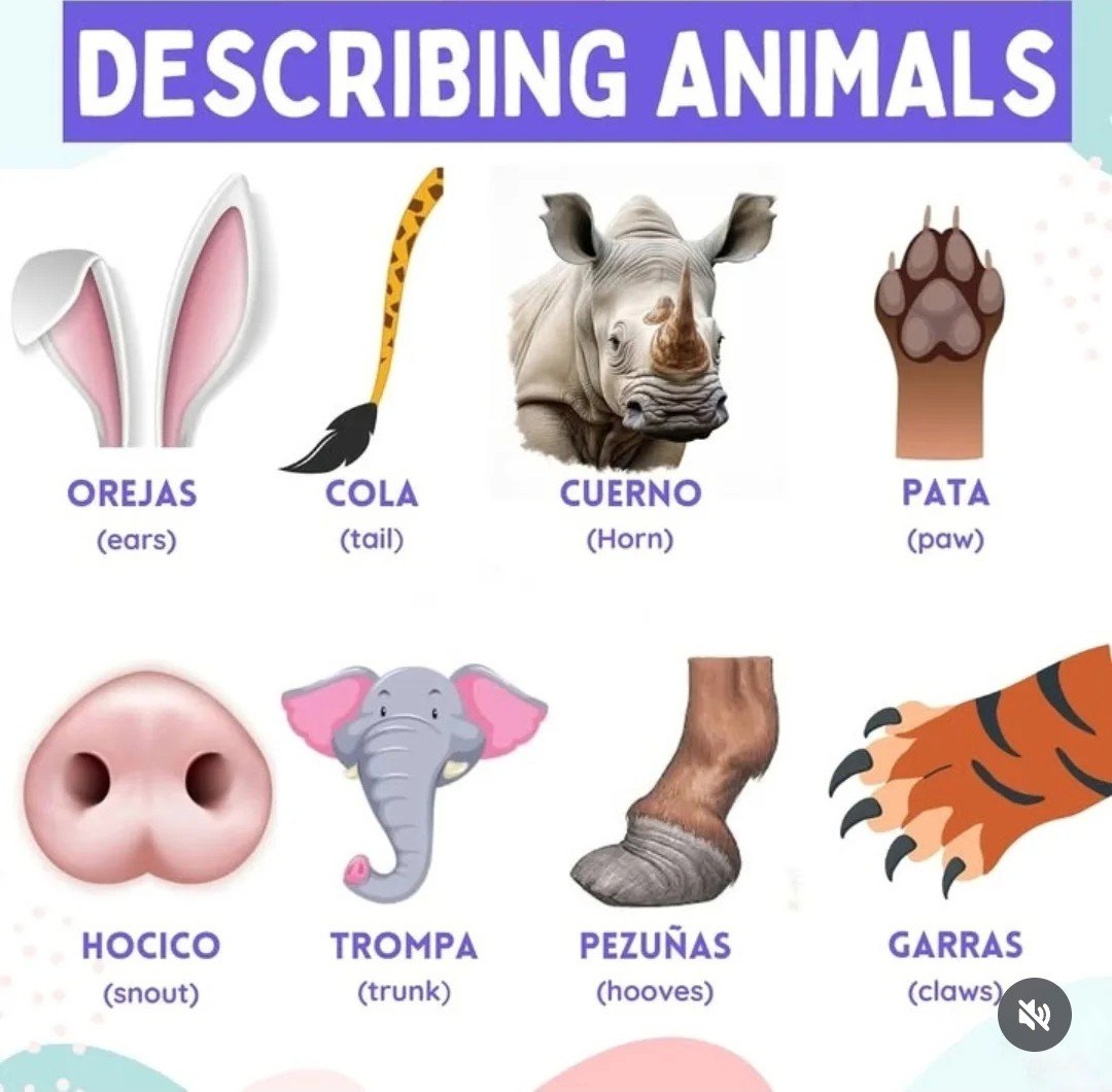 SpanishtutorVal's tweet photo. Describiendo animales. #spanish #spanishstudents #spanishonline #spanishlessons #spanishvocabulary #spanishtutor #spanishtutor #clasesdeespañol #español https://t.co/NRgAEUVF4s