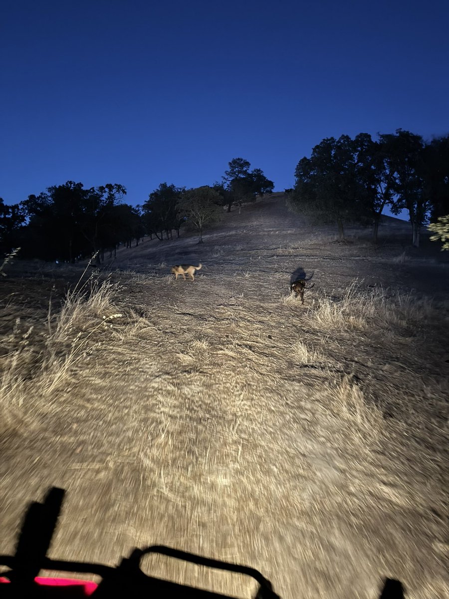 crysbeats's tweet photo. Evening ride with the pups. 🐾🐾 https://t.co/almNQcZrOi