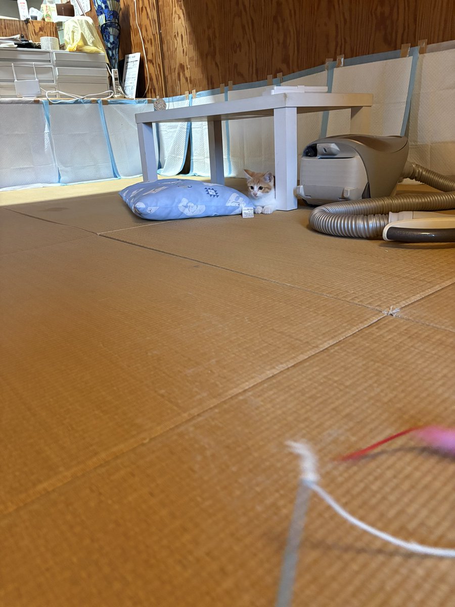 miurauim2's tweet photo. 本日のｺﾈｹﾁｪﾝ
カタパルト並みの発射速度 https://t.co/uVg7vBkRag