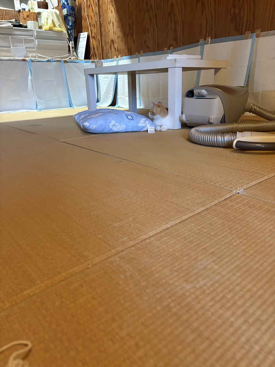 miurauim2's tweet photo. 本日のｺﾈｹﾁｪﾝ
カタパルト並みの発射速度 https://t.co/uVg7vBkRag