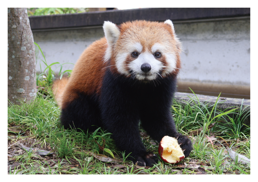 nhdzoo's tweet photo. 【YouTube公開】  
レッサーパンダお誕生日2026
お祝いに数字を掘ったリンゴをプレゼントの様子を動画を再生リストにまとめました🍎
7頭のレッサーパンダの様子をのぞいてみてください👀

📹https://t.co/DkMV3M2L24
#日本平動物園 #nihondairazoo #レッサーパンダ
#えみ #スミレ #ななこ #和 https://t.co/BR0IqG32lK