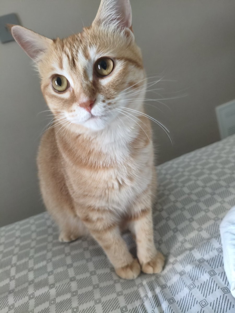 tecller's tweet photo. @kuiruri かわいい子猫 https://t.co/tZCpmSa24e